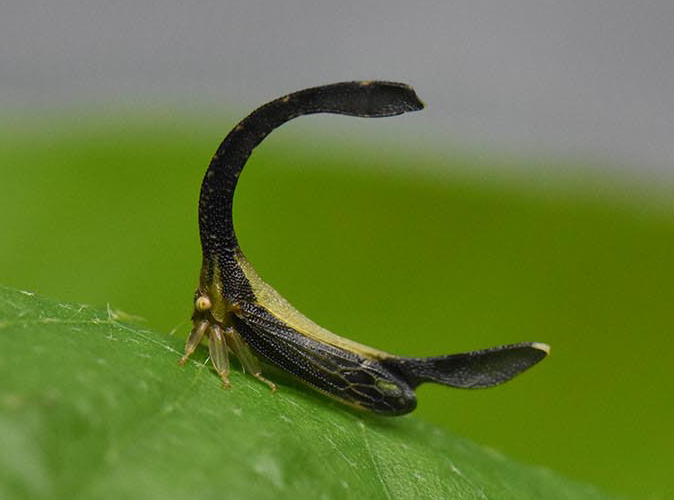 Cover image for Cladonota: the alien-looking insect with bizarre horns